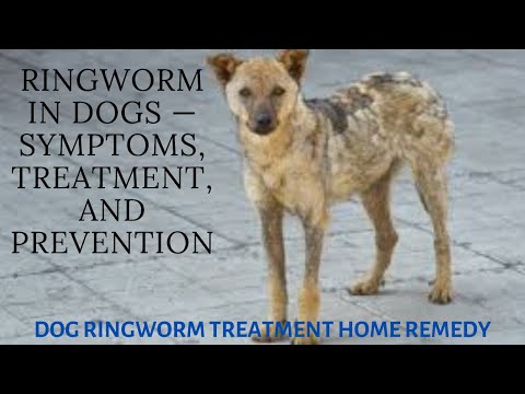Ringworm in Dogs — Symptoms, Treatment, and Prevention | dog ringworm treatment home remedy
