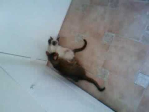 Gaiti & Nailah kung fu lessons