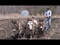 Heritage Grains At Anarchy Acres With Charlie Tennessen And Donkey Power