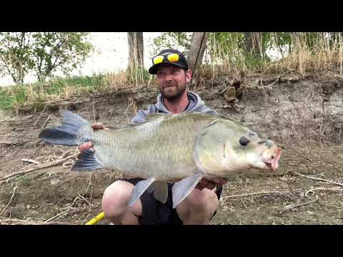 Targeting BIG MOUTH BUFFALO !