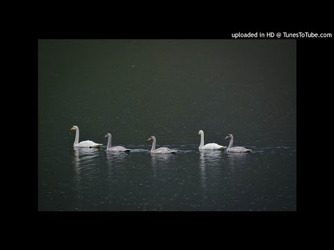 Swans (Lament for Huldufólk)