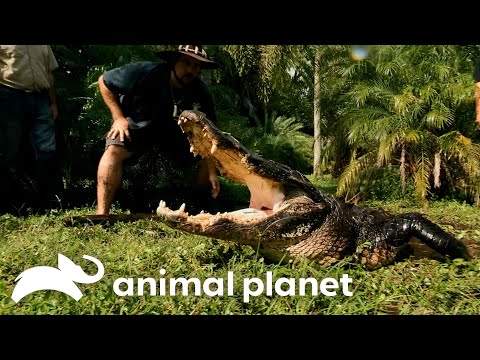The Craziest Back Yard Gators of SEASON 3! | Gator Boys | Animal Planet