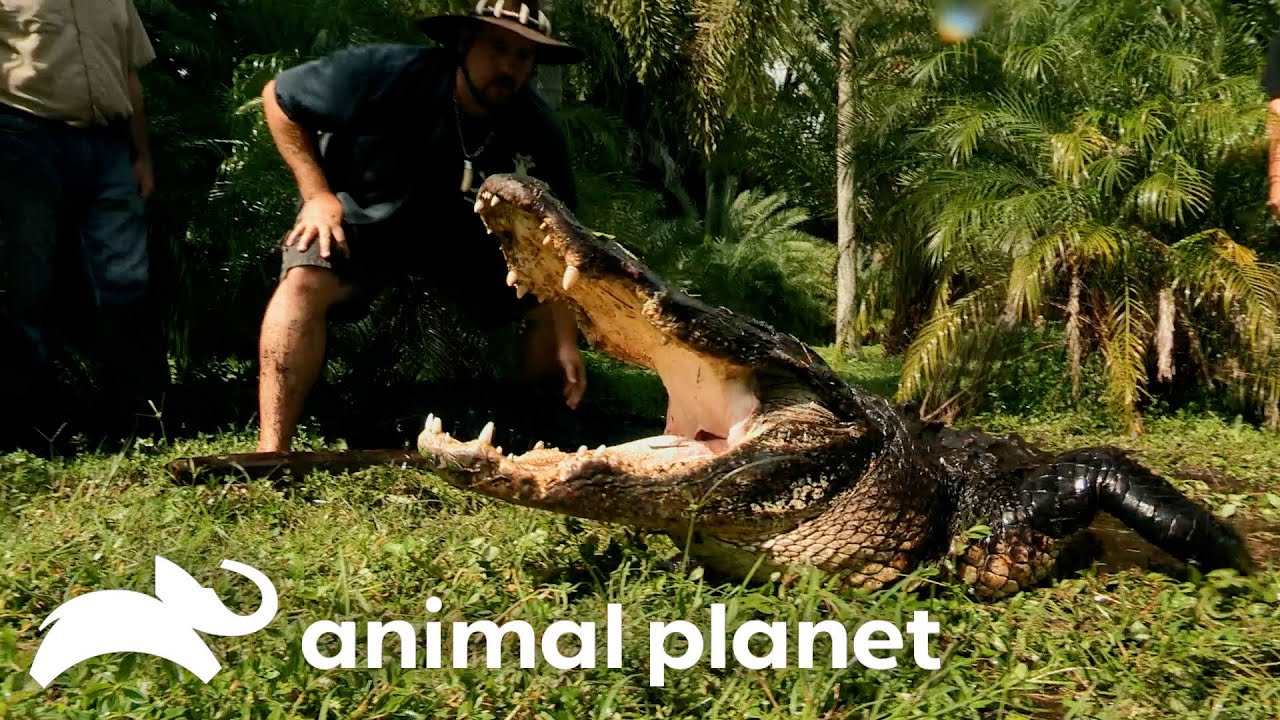 The Craziest Back Yard Gators of SEASON 3! | Gator Boys | Animal Planet