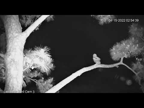 Owlet Takes A Leap, Fledges Above Great Horned Owl Nest In Savannah, Georgia – April 15, 2022