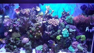 Ultimate Hybrid Reef light