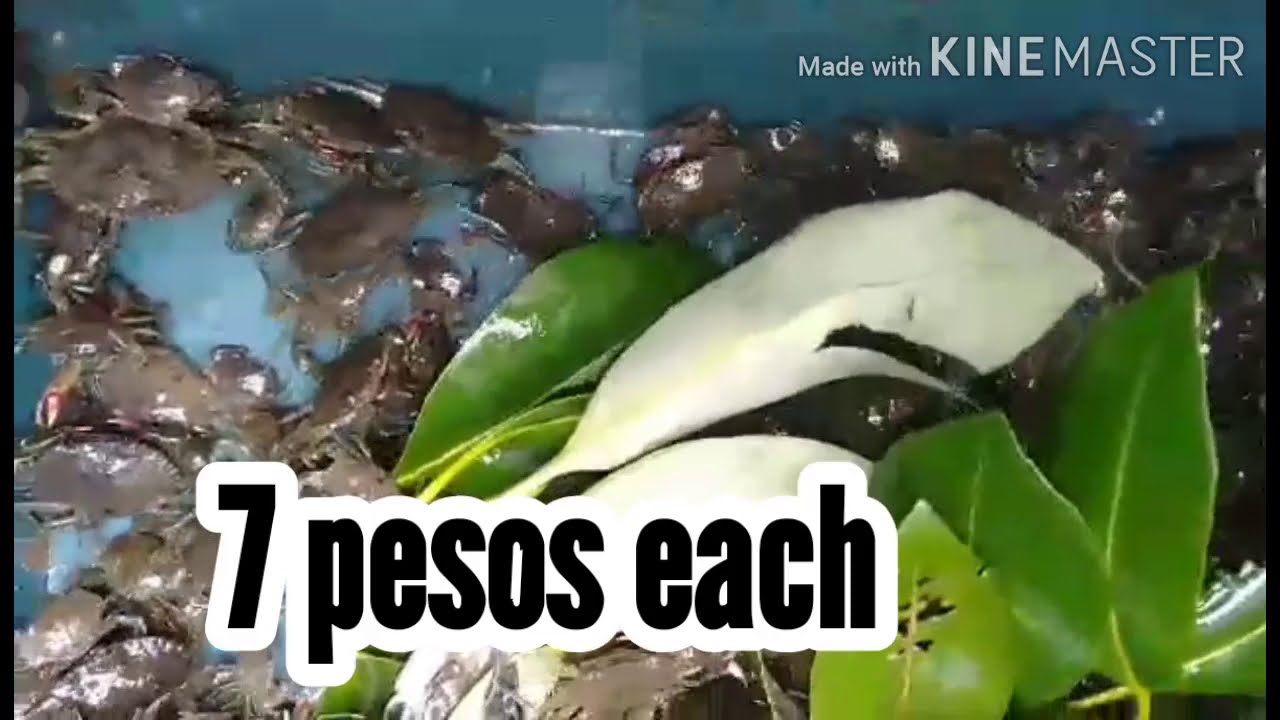 KUNTI LANG PUHONAN AT MABILIS NA KITAAN