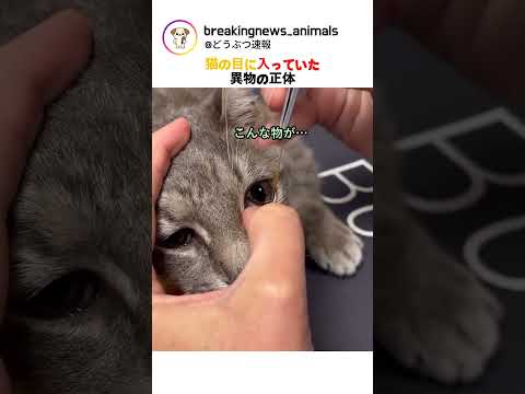 猫の目に入っていた異物の正体