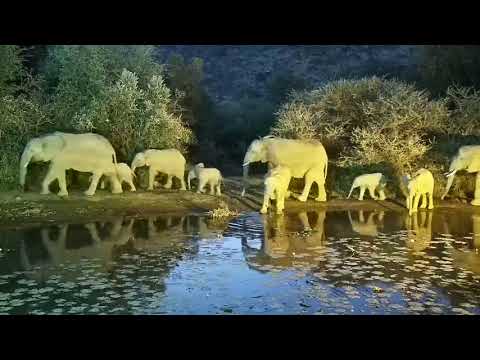 Kwa: Elephant herd gets a quick drink as they pass through - 18:07 - 05/07/19