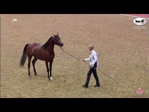 N 196 BAGHDADY AL ZOBAIR   Qatar Nationals for Individual Owners 2022   Colts 3 Years Old Class 6