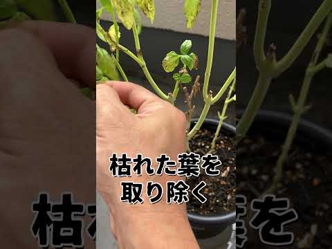 低木バジル 植物
