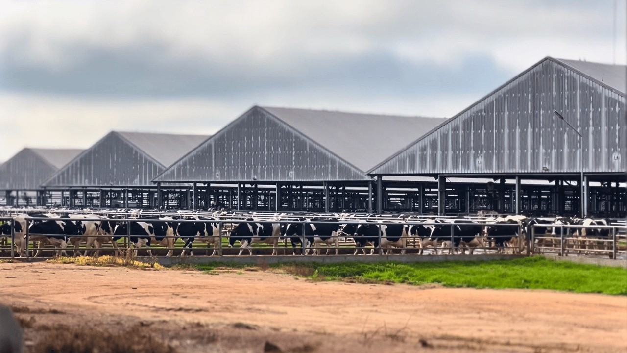 550 MIL LITROS DE LEITE POR DIA NO URUGUAI 🇺🇾 - Estancias Del Lago