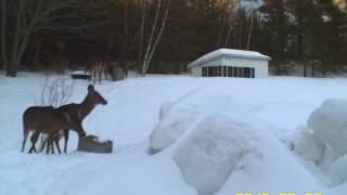 kevin higgins deer videos