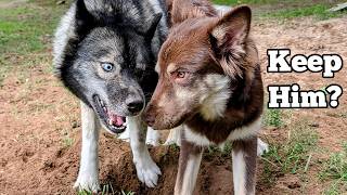 Why Is This Husky Puppy STILL Here? (Time to Talk!)