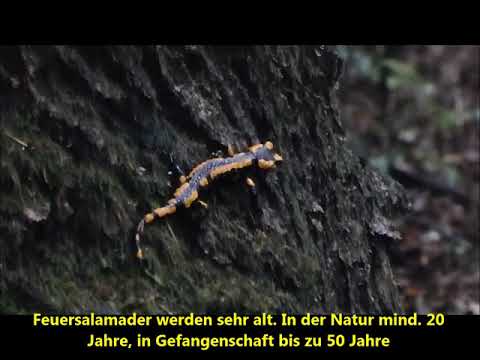 Der Feuersalamander-Lurch des Jahres 2016