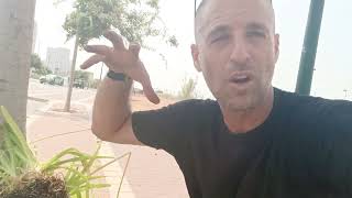 איסוף חינם של שתילי אגפנתוס עם גוש שורשים מפותח