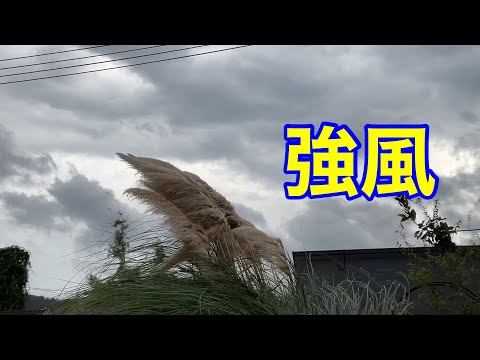 園芸 レッドイラクサ、オルヴァルオドリコソウ