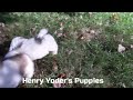 Havanese dogs for sale: Buster - Video 1