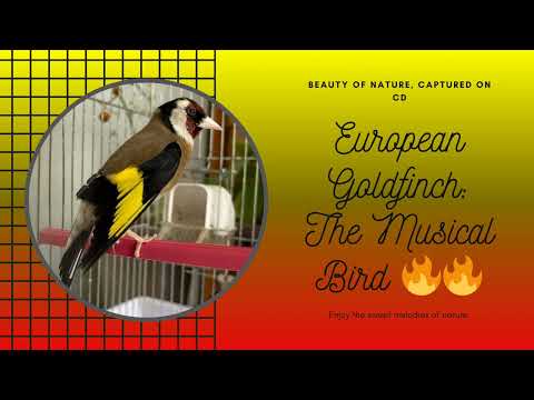 Legendary European Goldfinch Sings His Heart Out! حسون أسطورة