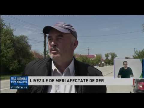 LIVEZILE DE MERI, AFECTATE DE GER