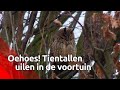 Bomen vol uilen in Almkerk - Brabants Buske