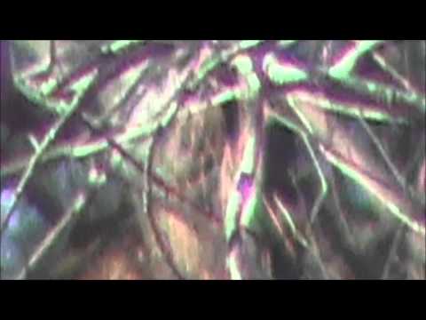 Cryptic creature in tree...  Infant bigfoot / sasquatch?