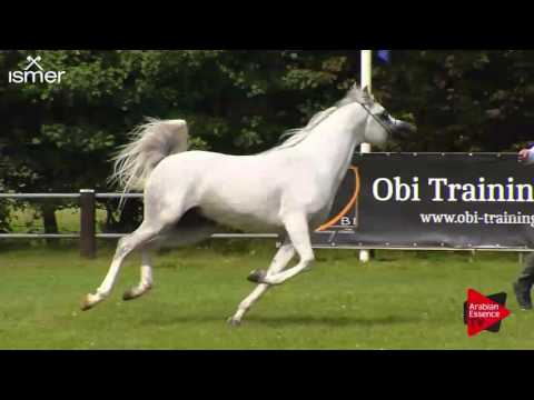 N.162 MAHDER AL JAMAL - Ströhen 2017 Int B-Show - 4.6 Years Old Stallions (Class L)