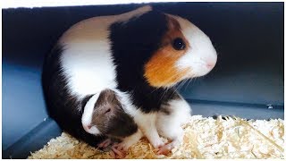 What to Do If Your Guinea Pig Had Babies