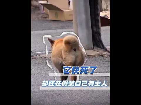 生命垂危卻仍苦守原地，這隻流浪小狗在等待誰？ #小狗 #流浪狗 #感人故事 #催淚