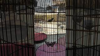 Download lagu Simulasi Sogon koloni Biar Sogon tambah ngotot mp3 Download lagu Simulasi Sogon koloni Biar Sogon tambah ngotot mp3