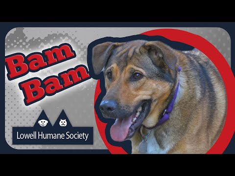Adoptable Pet of the Week - Bam Bam
