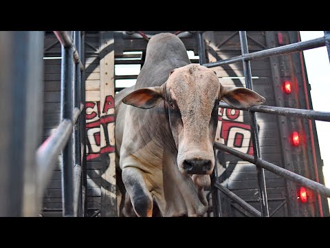 ▶️ FINAL EM TOUROS - Festa do Peão de SANTA CRUZ DO RIO PARDO 2023 (Oficial 4K)