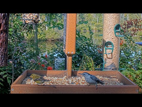 American Goldfinch And White-breasted Nuthatch Make Pit Stops At Cornell Feeders – Sept. 9, 2025