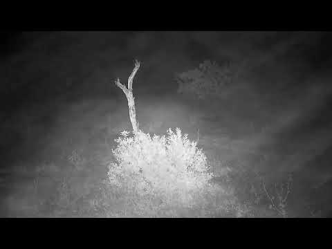 Djuma: Sights and sounds on a rainy morning - 05:32 - 04/17/2022