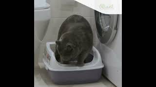 Comment choisir la meilleure litière agglomérante pour chats?