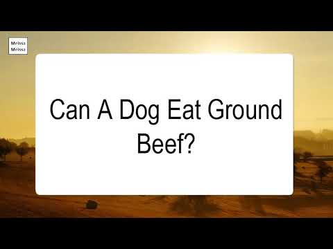 download lagu mp3 mp4 If You Are Allergic To Beef Can You Eat Bison, download lagu If You Are Allergic To Beef Can You Eat Bison gratis, unduh video klip If You Are Allergic To Beef Can You Eat Bison