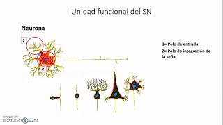 Neurona I - Neurobiología