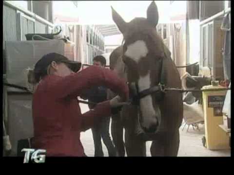 Appuntamento-Equitazione a San Giovanni in Marignano
