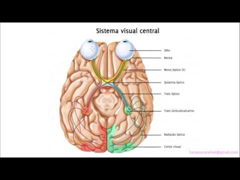 Anatomia da Visão 1 - Vias Visuais