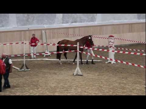 Daisy by Diamant De semilly - Quidam De Revel