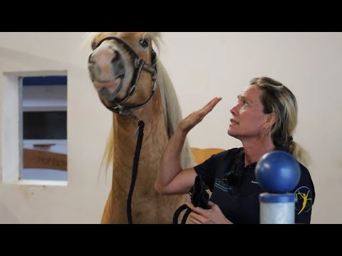 Haflinger kriegt ne Klatsche - Rüpelhafter Dreijähriger muss lernen wo's langgeht