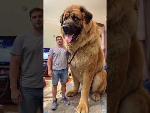 World's largest dog 🌍🤯 #videoviral