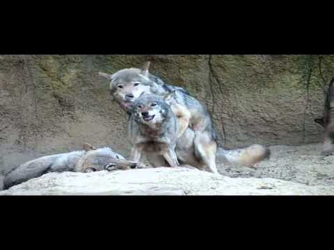 長鼻類の隔離と交配