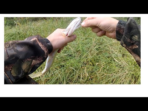 Щука и окунь на отводной поводок.