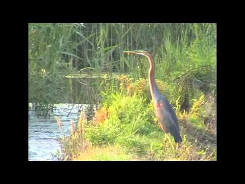 Garza imperial ( Ardea purpurea ) Purple Heron