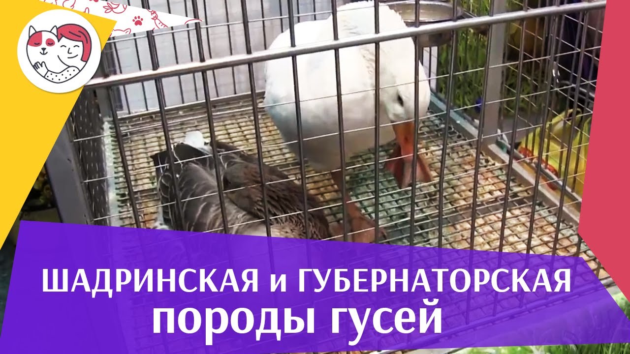 Порода гусей ШАДРИНСКАЯ и ГУБЕРНАТОРСКАЯ Агропромышленная выставка Золотая осень 2016 iLikePet