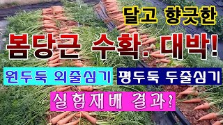 [텃밭농부 1,543]  대박! 달고 향긋한 봄당근 수확. 원두둑 외줄심기와 평두둑 두줄심기의 결과 비교. …
