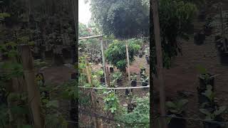 Download lagu KWT Padukuhan Klebakan mp3