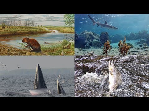 Destructive Hippos, Chatty Whales, and More: 60 Second Science Podcasts