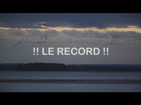 pourquoi la migration des grues