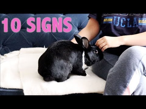 YouTube video about: How do rabbits show affection to humans?